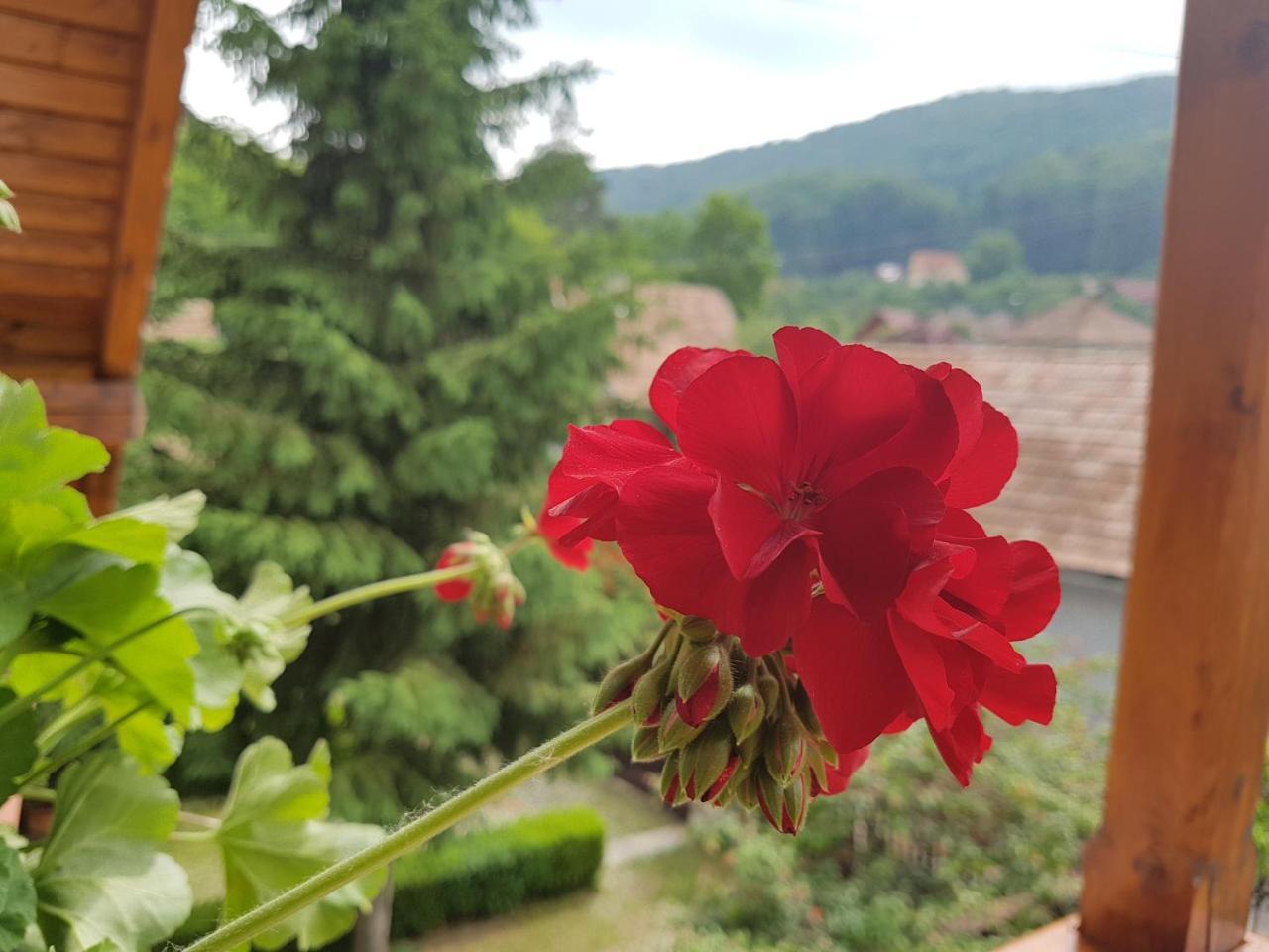Pensiunea Lőrincz *** Panzió Szováta Kültér fotó